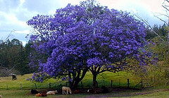 Upcountry Maui