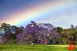 makawao maui