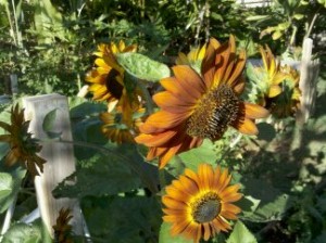 Kula Organic gardening Kula Homes for sale