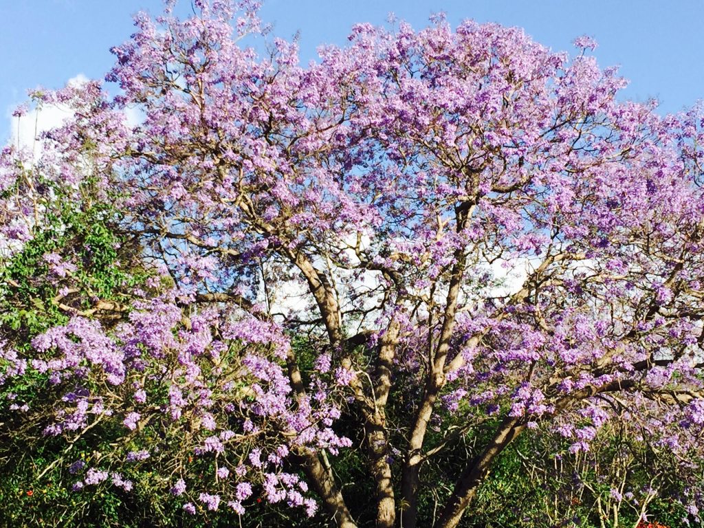 Kula Maui