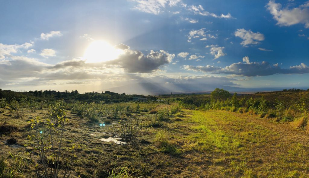 Kula Maui Farm