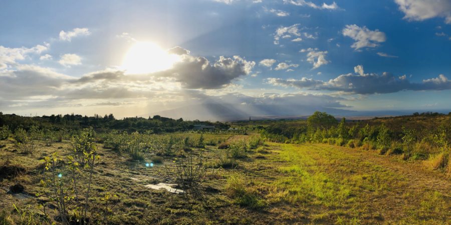 Kula Maui Farm