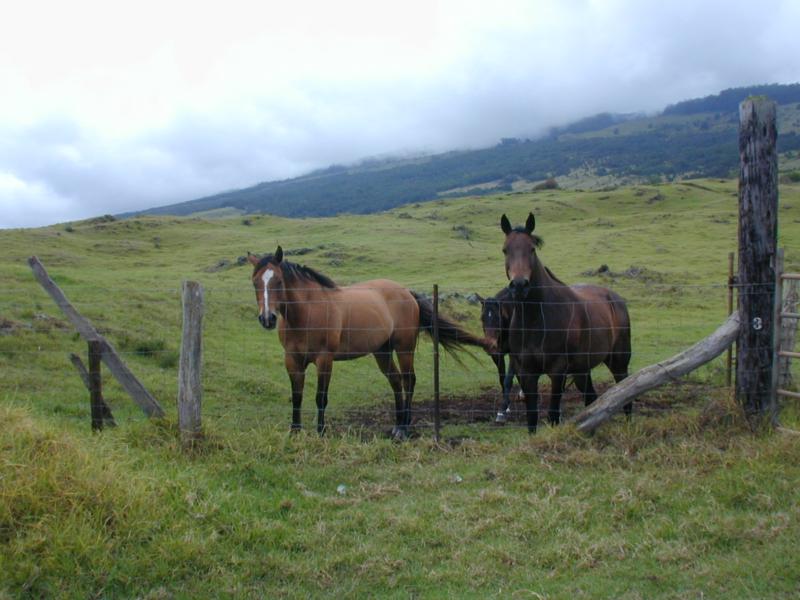 Kula Ranch Homes