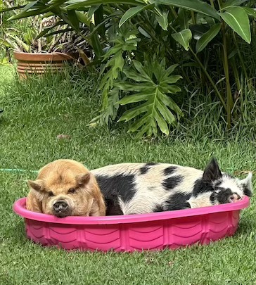 My daughters pet pigs, Ginger and Peter