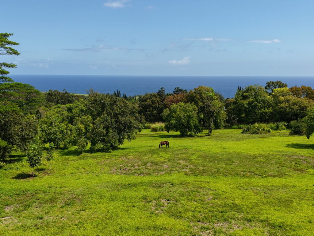 Manawai Horses